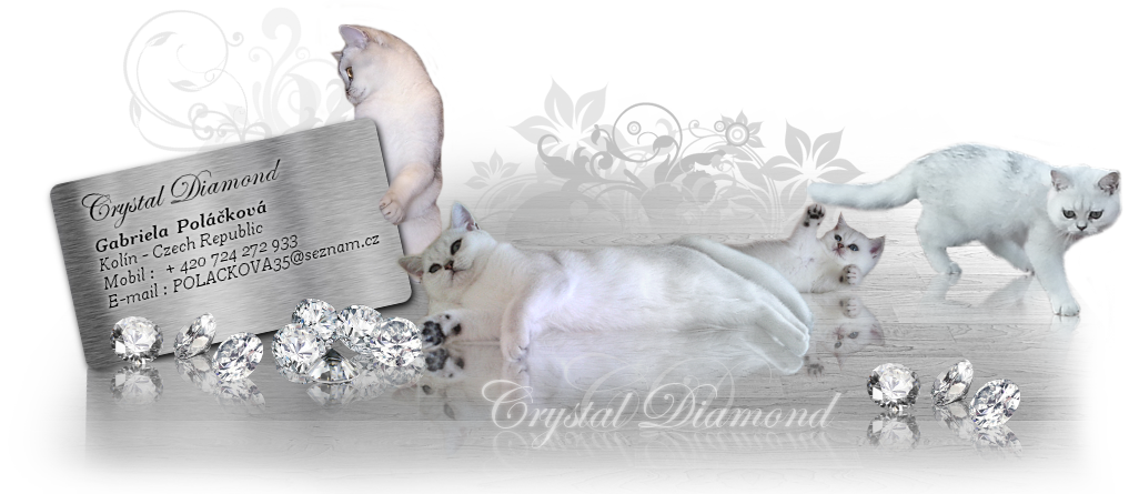 Crystal Diamond britská kočka